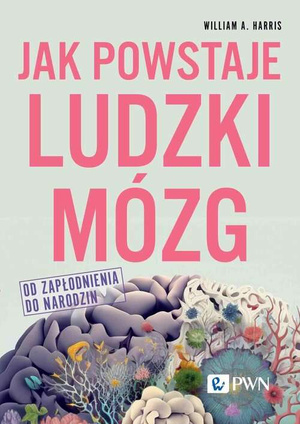 Jak powstaje ludzki mózg